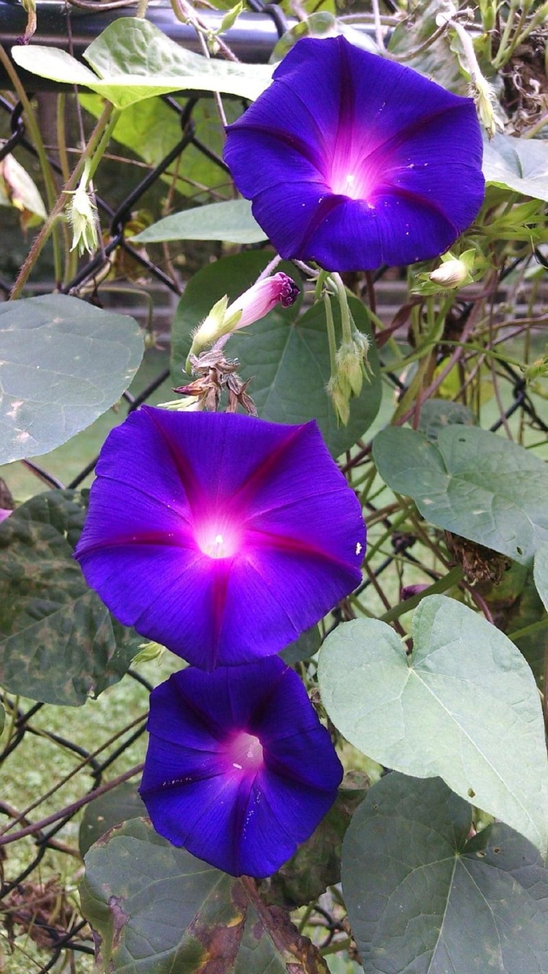 Morning Glory Flower