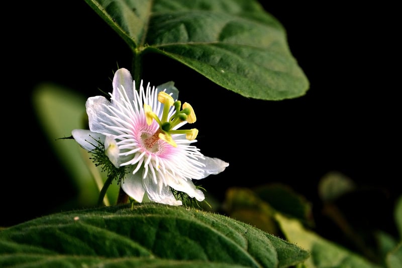 Passionflower Vine